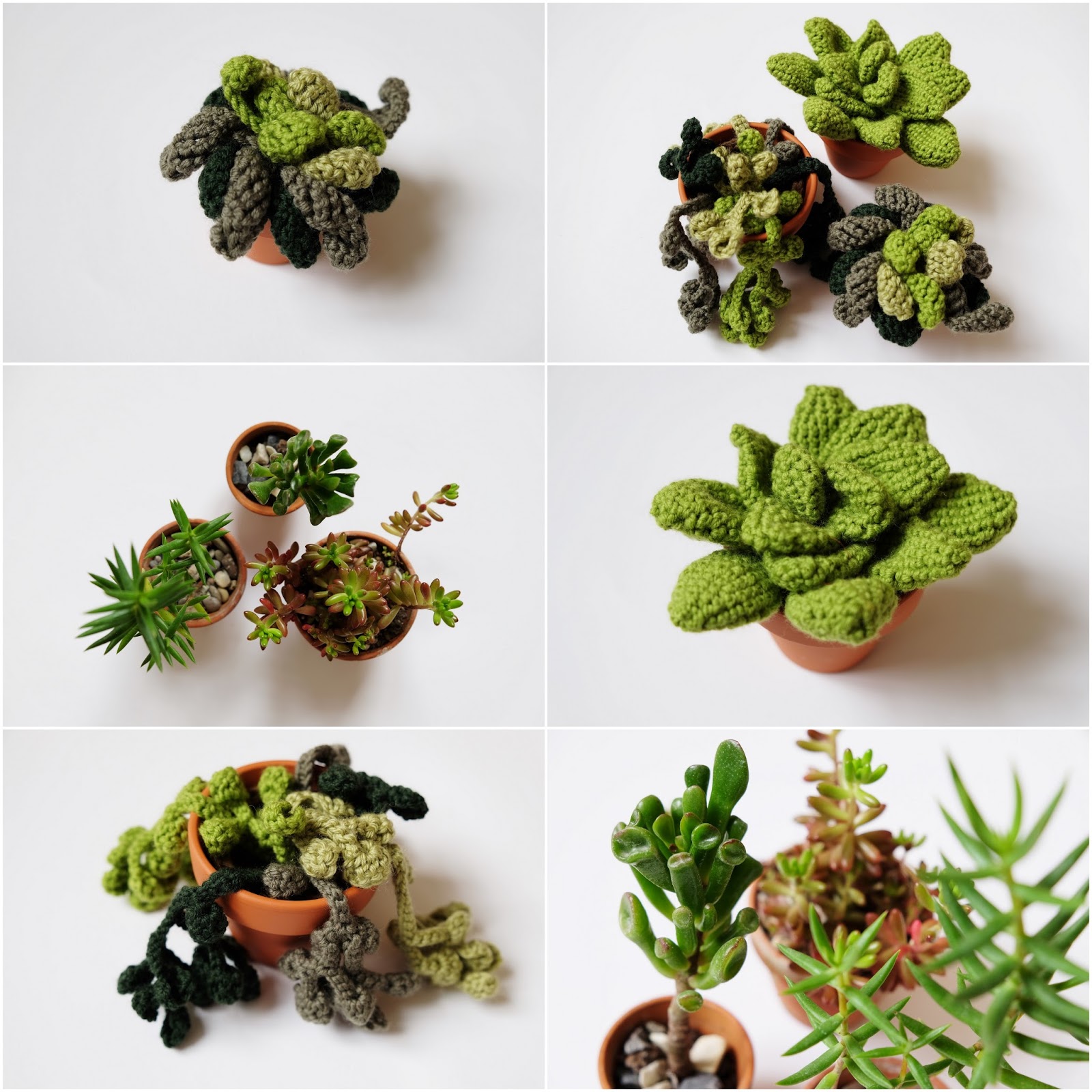 feutrinelope Plantes grasses au crochet et petites nouvelles.