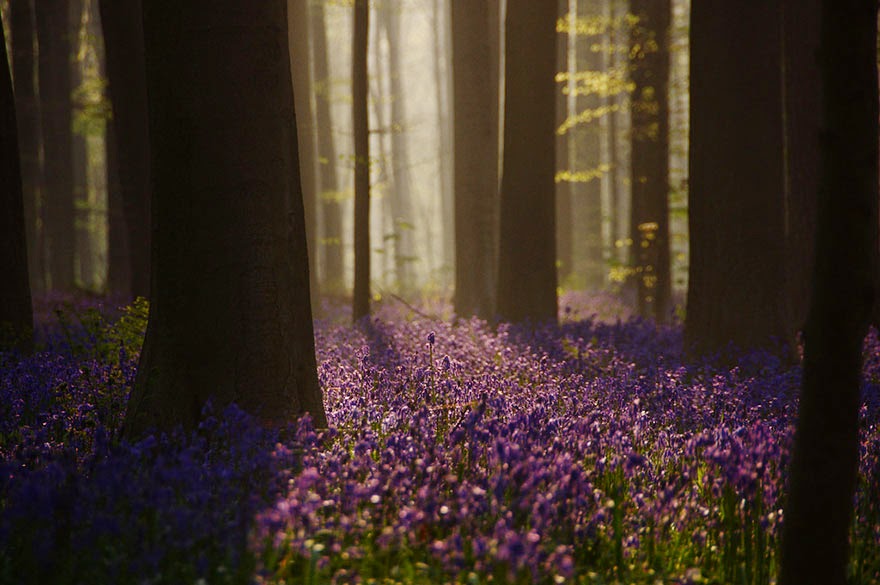 Platycodon grandiflorum flowers forest in Belgium Platycodon grandiflorum flowers forest in Belgium