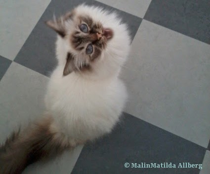 Kattgift Kattgift