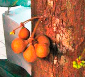 MENGENAL POHON KEPEL ATAU BUHAROL http://tipspetani.blogspot.com/2017/10/mengenal-pohon-kepel-atau-buharol.html
