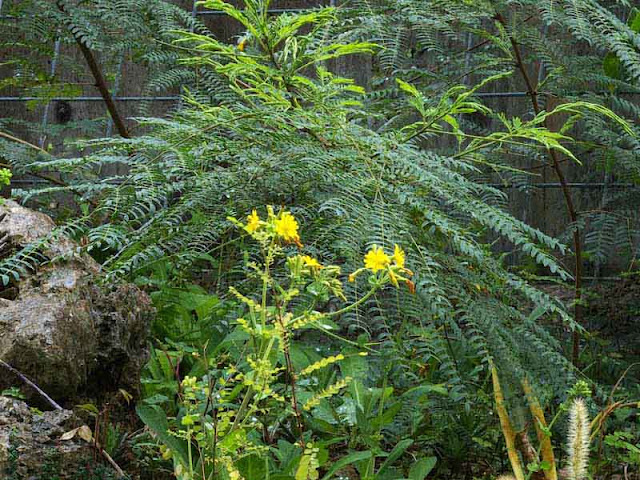 garden scene, flowers, ferns,grain,rock,fence,f/16