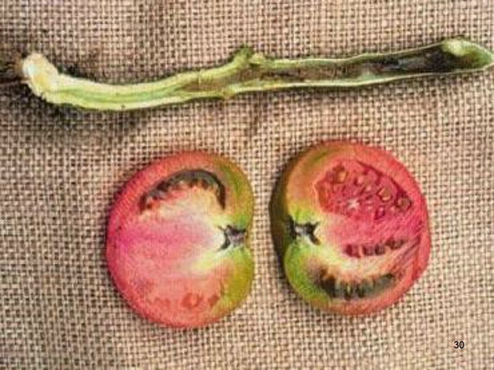 тяговая древесина пороки древесины. тюленевый сердцевина воодушевить.