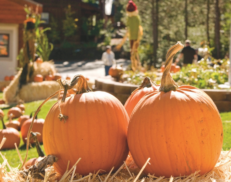 Katie Talks Tahoe Truckee Pumpkin Patches