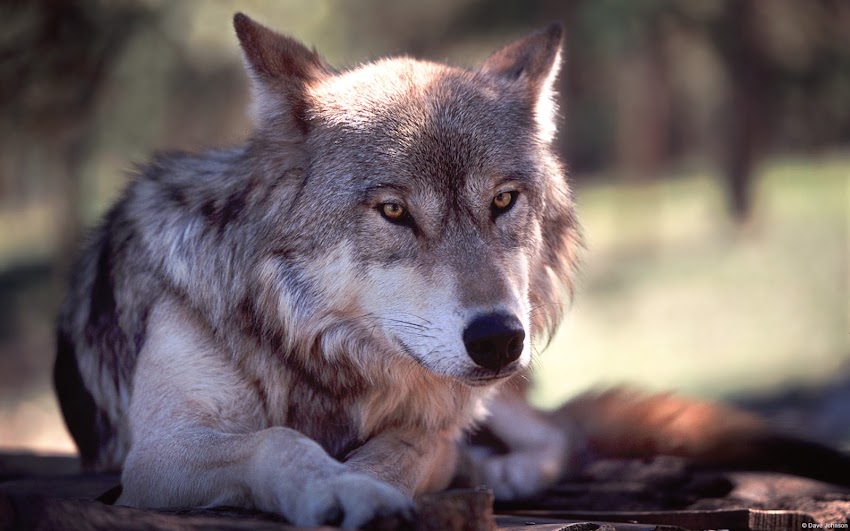 Wolf Resting Wolf Resting