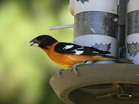 Black-headed Grosbeak Black-headed Grosbeak
