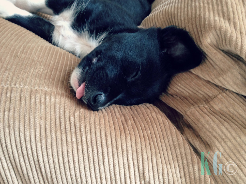 5 Tips for Bringing Home Puppy sleeping Kelpie Smithfield dog tongue
