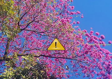Contraindicações do Ipê-roxo Contraindicações do Ipê-roxo