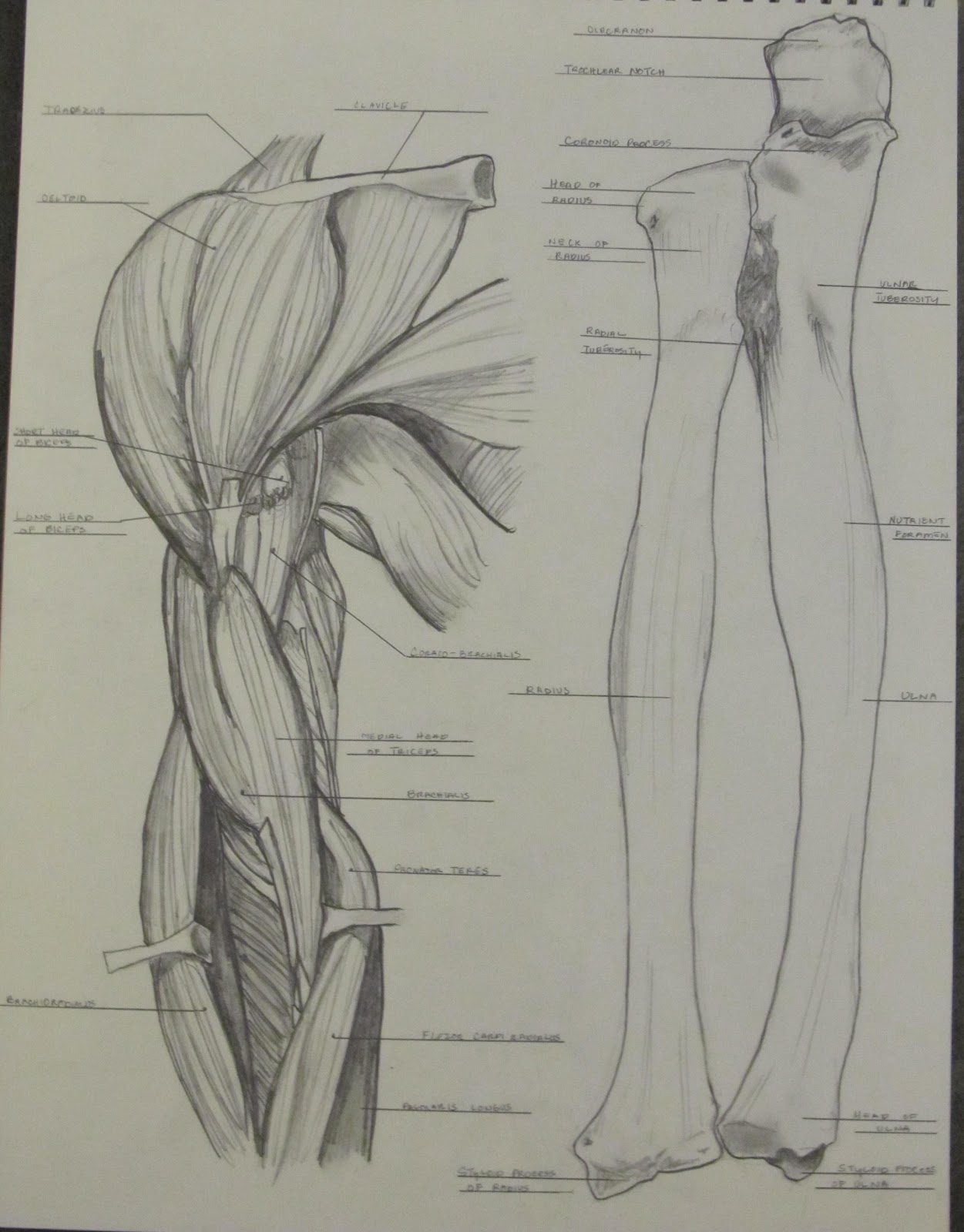 Art School Confidential: Summer Quarter 2012: Drawing & Anatomy: Bone