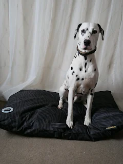 veruy proud Dalmatian sat up on expedition dog bed 
