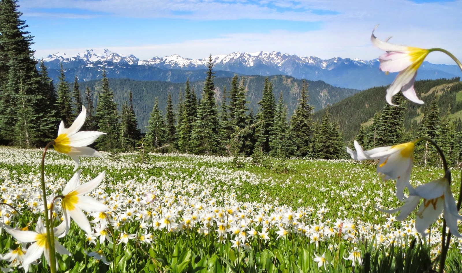 Three Hiking Sisters Grand Valley to Moose Lake Olympic National Park
