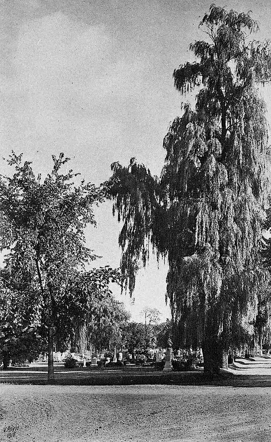 1916 cemetary 1916 cemetary large photograph