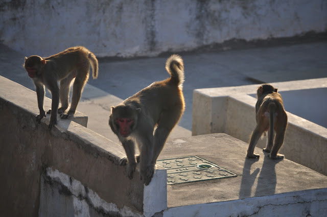 pushkar rajasthan camel fair