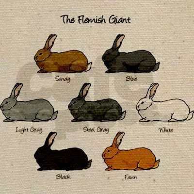 Flemish Giant Rabbit Colours