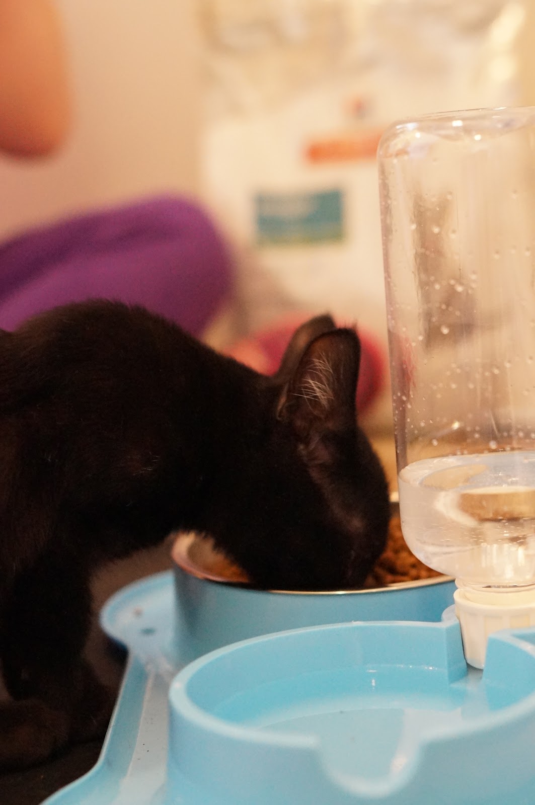 ADOPTING A KITTEN SCIENCE DIET® Rebecca Lately