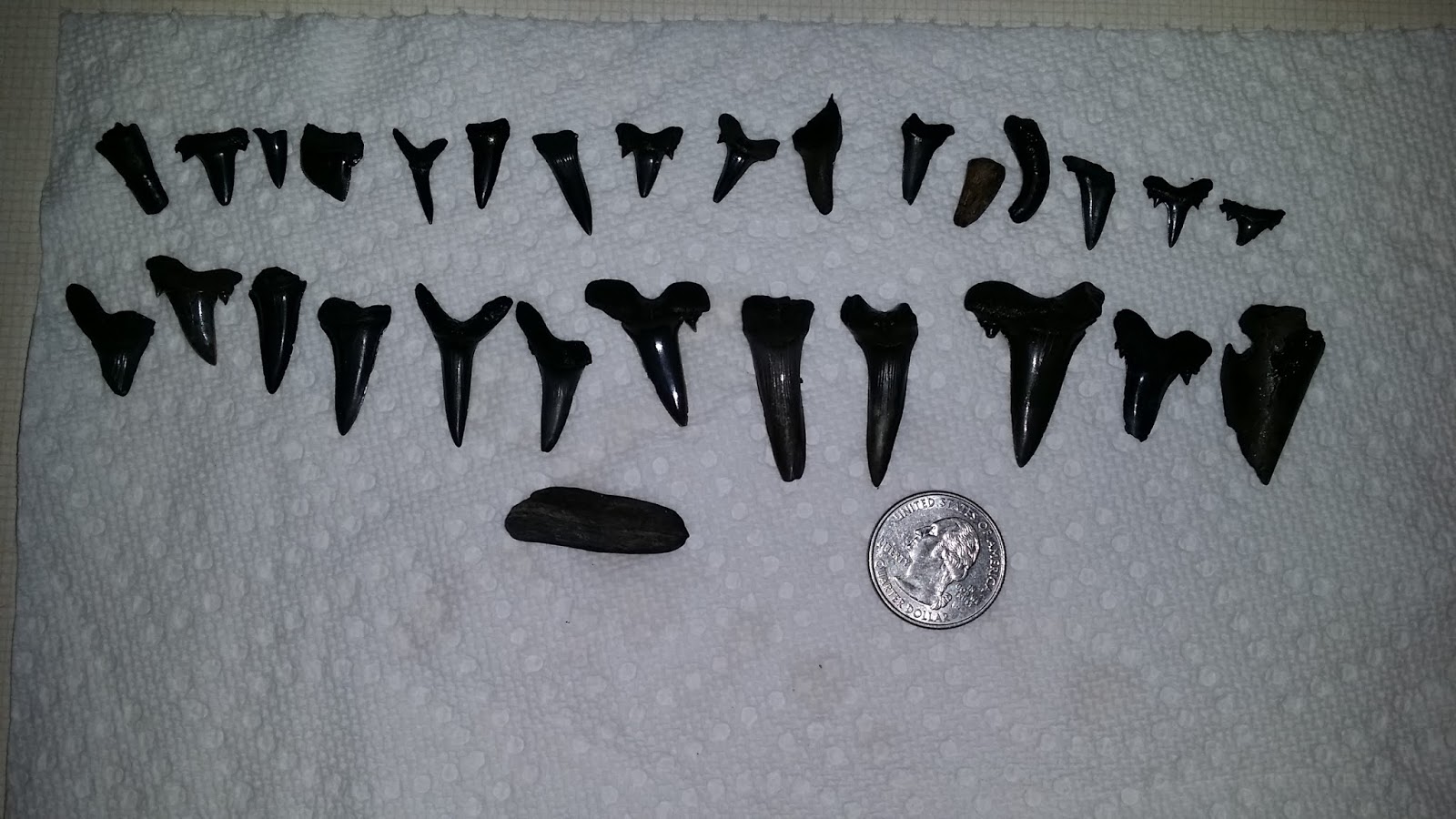 Rockhounding in the USA Shark's Teeth in Central Mississippi