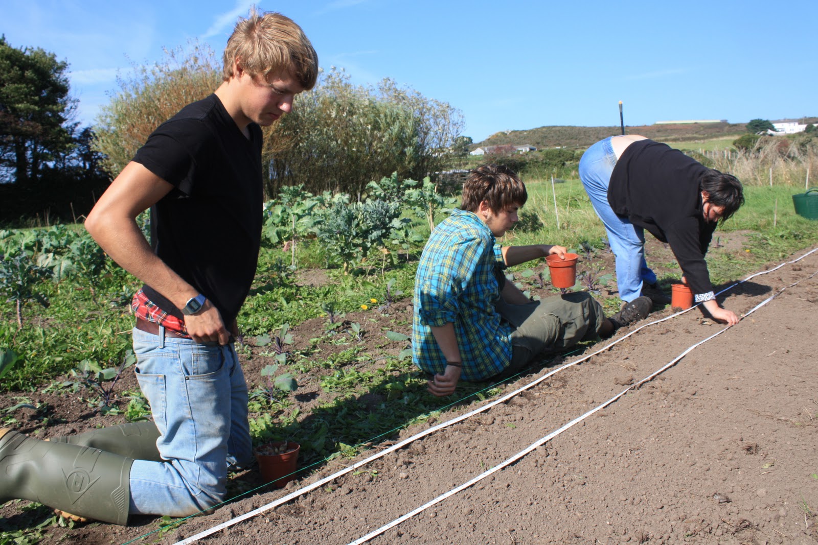 Bosavern Community Farm Planting onions and garlic full circle.