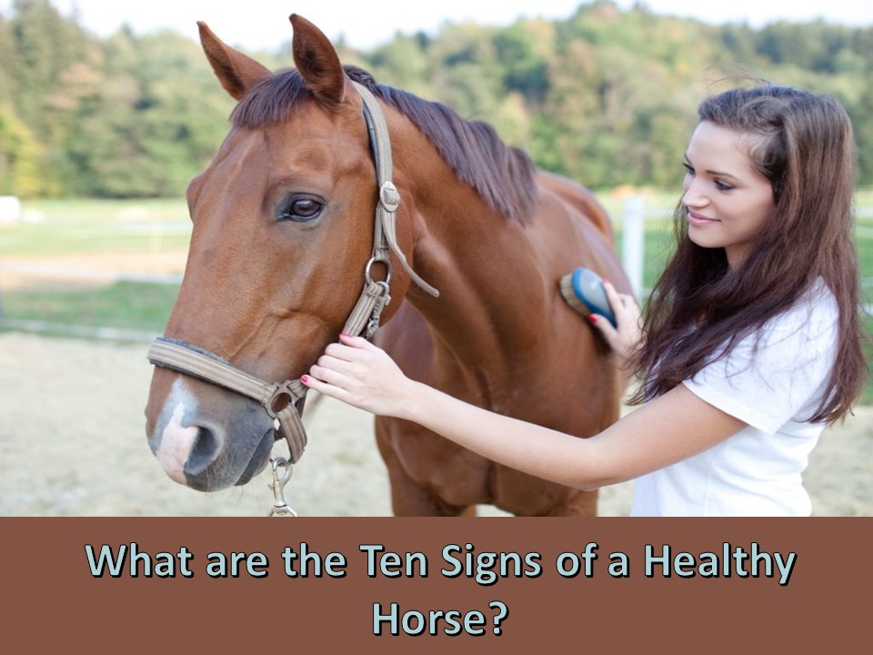 What are the Ten Signs of a Healthy Horse?