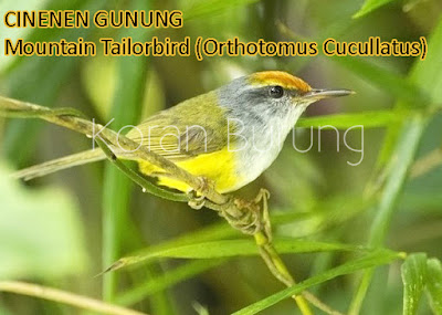 Macam - Macam Burung Cinenen Yang Ada Di Indonesia. burung kecil pemakan serangga yang sering disebut dengan prenjak mempunyai kekerabatan den Macam - Macam Burung Cinenen Yang Ada Di Indonesia.