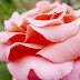 Un fiore è petaloso. Perchè sognare è bello.