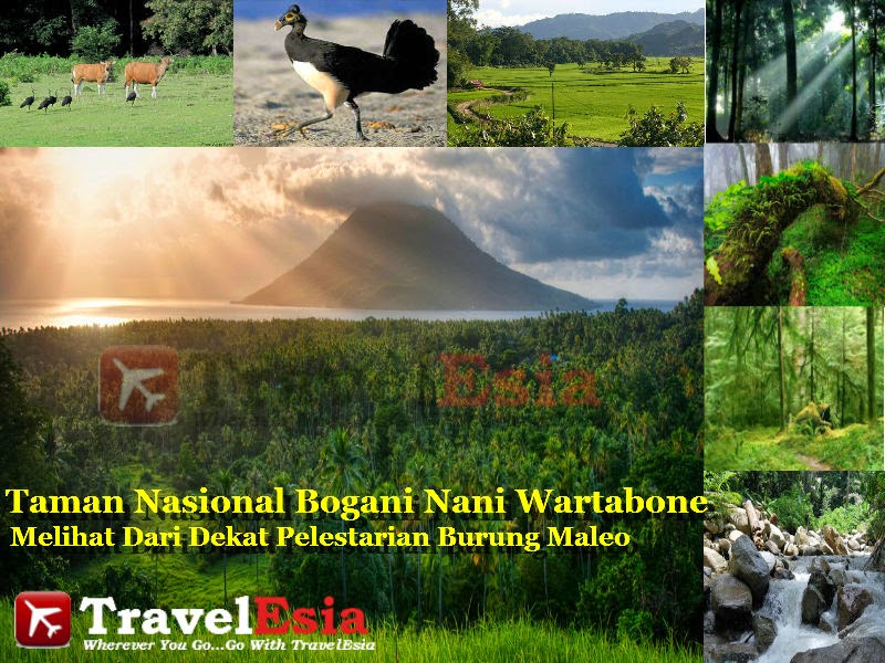Taman Nasional Bogani Nani Wartabone : Melihat Dari Dekat Pelestarian Burung Maleo | Indonesia Tourism & Travel Information - Tour Package - Flight & Hotel Booking Search Engine