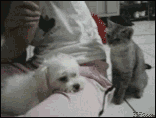 gato-molestando-perro-videogifs-divertidos