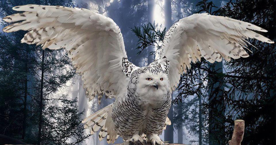 Most Beautiful Big White Owl Floating Their Wings HD