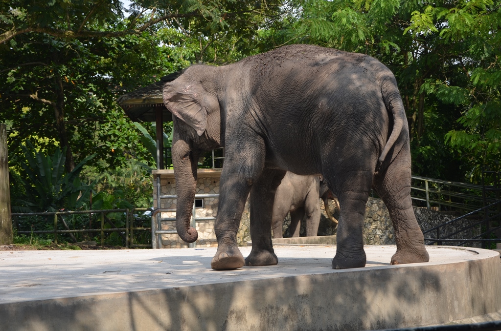 Shahzan hafiz Blog..: Zoo negara... Apa yang menarik.. dan Apa yang