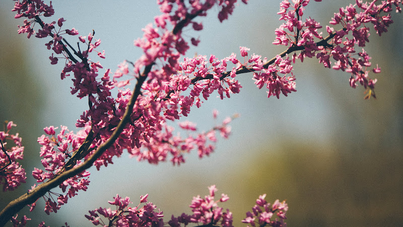 The Pink of Spring