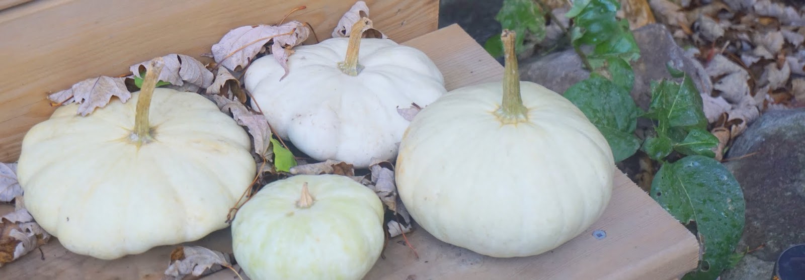 Pumpkin, Squash & Gourds, In The Garden At Home, Sorting
