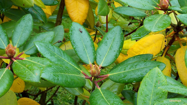 Rhododendron met gele en groene bladeren