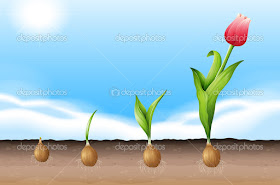 FITOSOFIA: TULIPAN-TERCERA PARTE