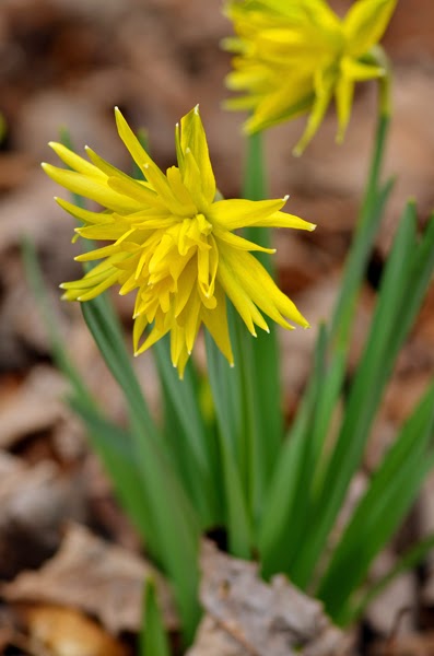 rock garden daffodil