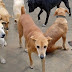 محکمہ صحت کے عملے نے آ وارہ کتوں کو ہلاک کر کے عوام کو خوف سے نجات دلادی
