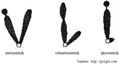 Gambar 5.4 Macam kromosom menurut letak sentromernya  (1) metasentrik, (2) submetasentrik, (3) akrosentrik