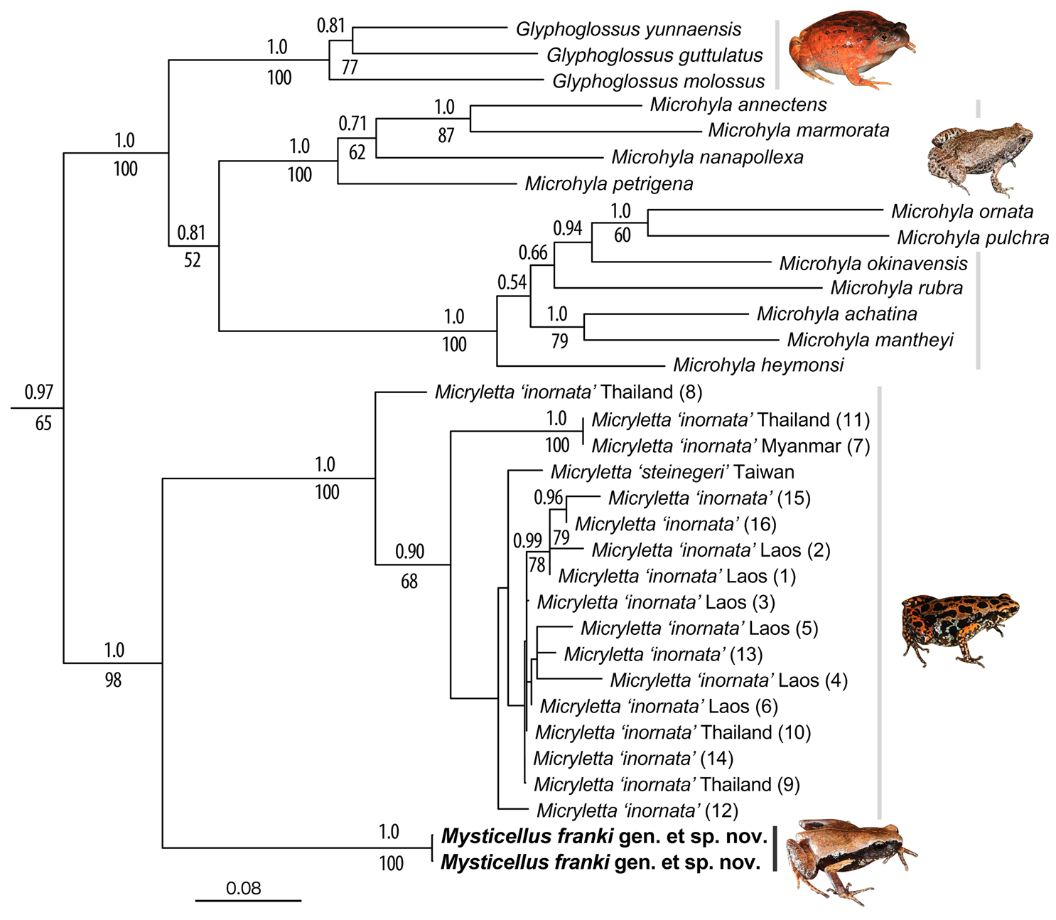 New microhylid frog genus from Peninsular India with Southeast Asian  affinity suggests multiple Cenozoic biotic exchanges between India and  Eurasia