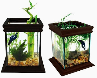 Ornamental Fish Aquarium Design For minimalist