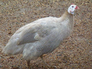 Ayam Mutiara Silver