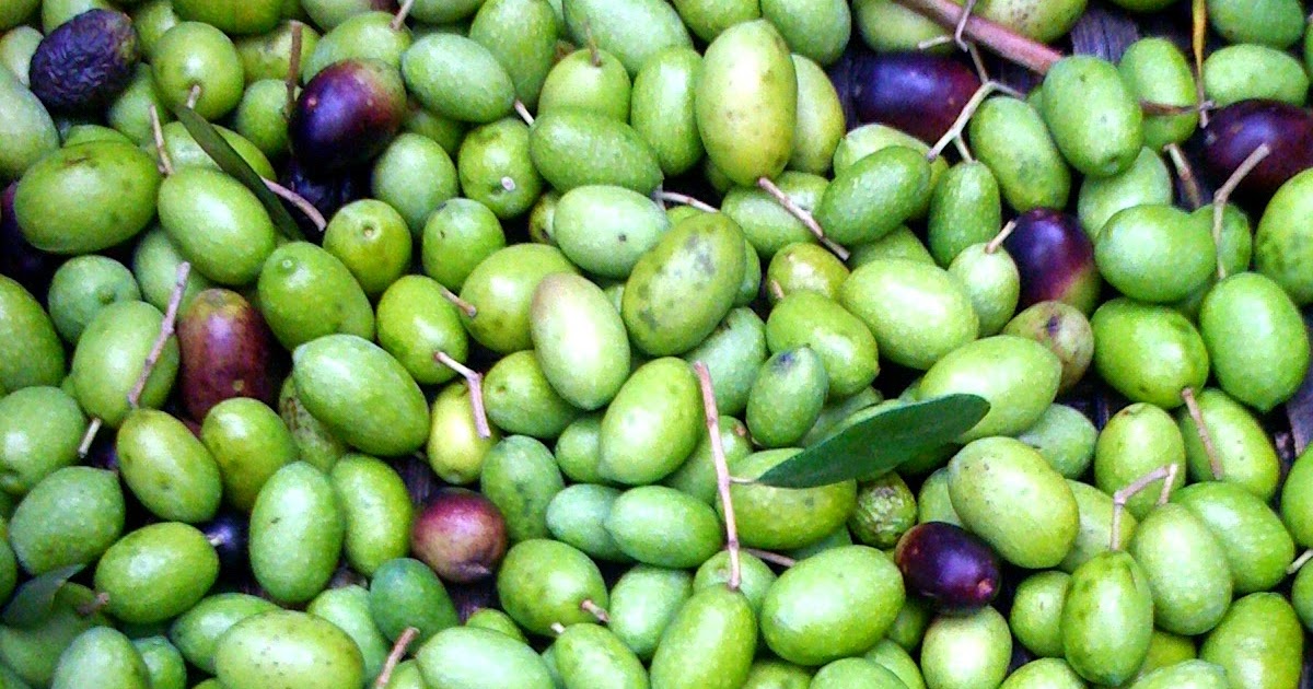 Alessandra Zecchini Picking, treating and preserving olives in brine