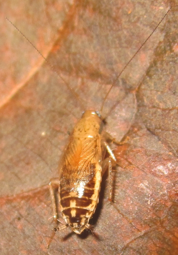Hisserdude's Roaches C.minima%25232