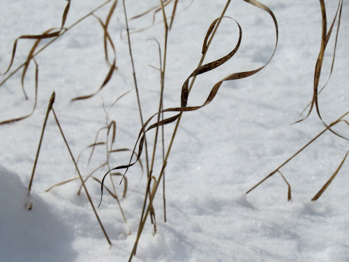 curled leaves of dried grass against snow