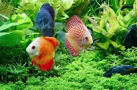 Fish N Tips: Aquatic Plants