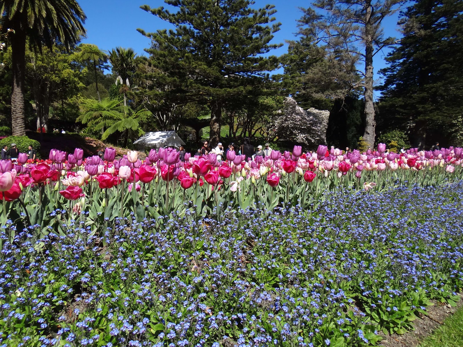McVey Kiwi News Wellington Tulips Botanical Gardens