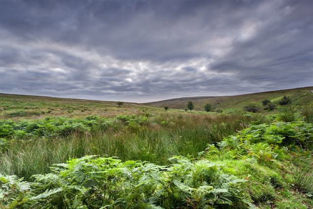 Soft light bathes the lush green landscape in Exmoor National Park by Martyn Ferry Photography