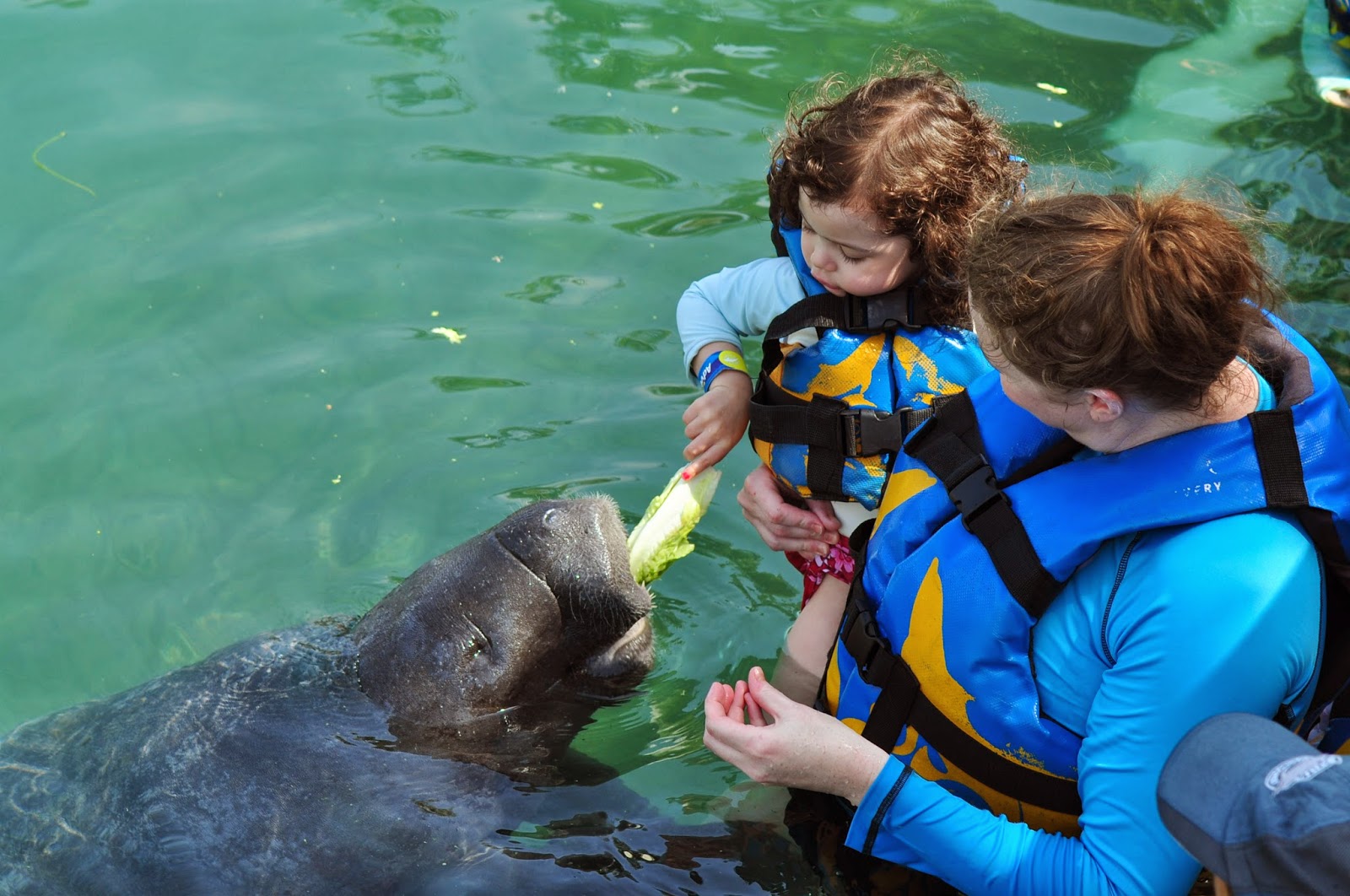 Mandy's Blog: Swimming with Dolphins and manatees (Mexico)