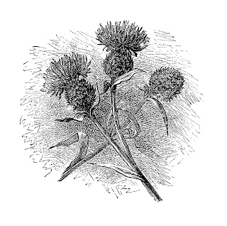 digital Knapweed illustration wildflower image botanical art flower download digital