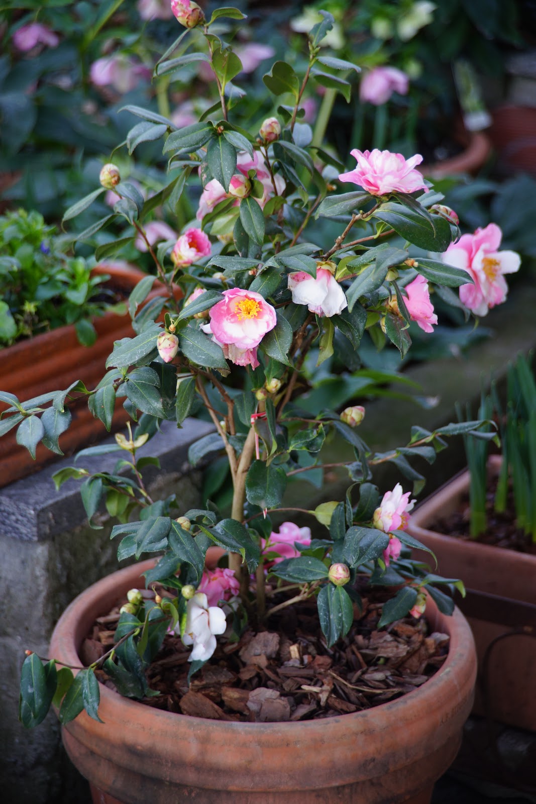 Naturalmente Giardino Camelia Vernalis Shibori Egao