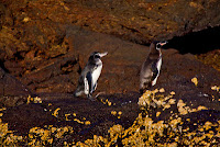 A Pair of Galapagos Penquins Which Mate for Life