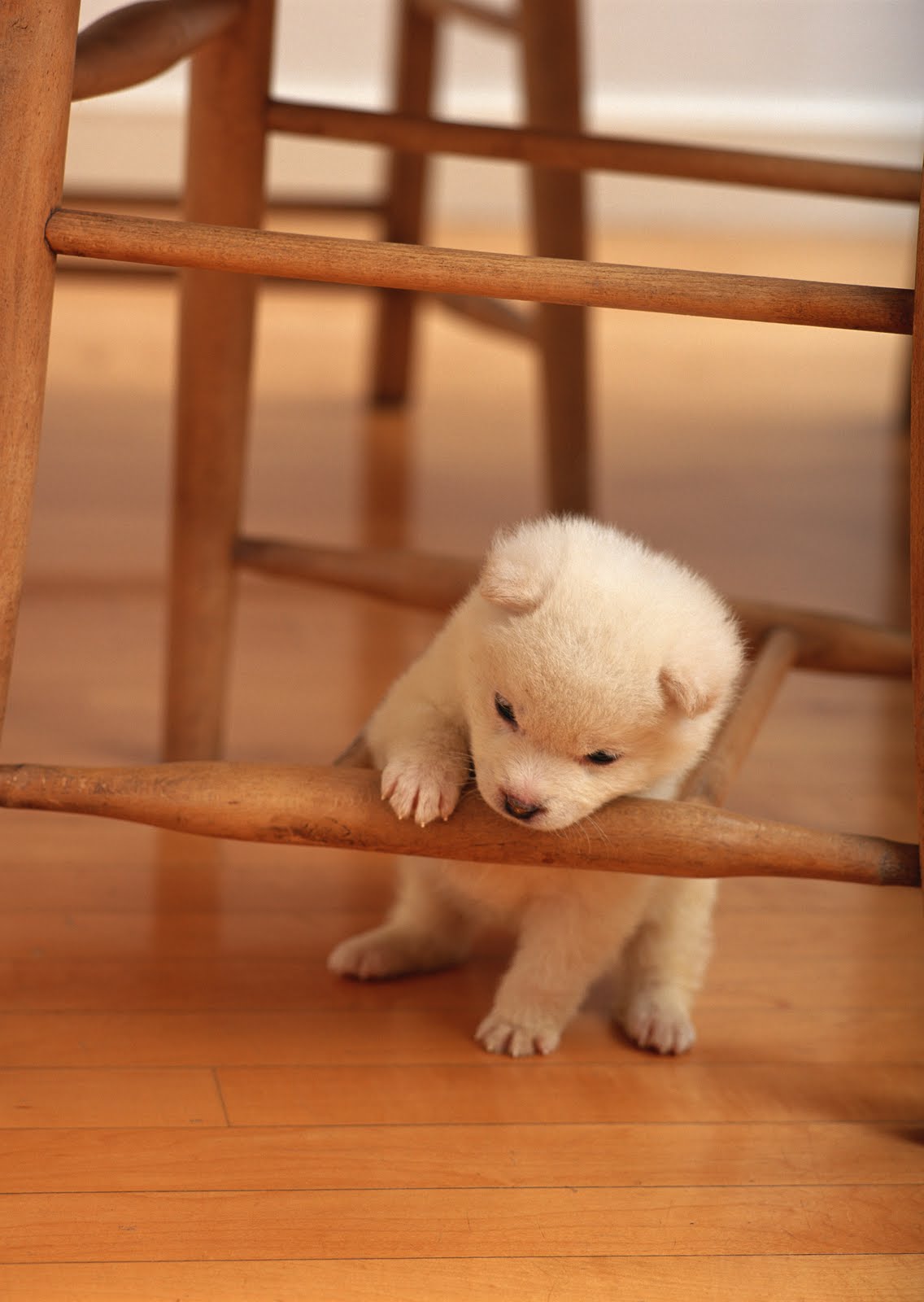 Köpek Resimleri HD Dogs Wallpapers Duvar Kağıtları Kaliteli Resim