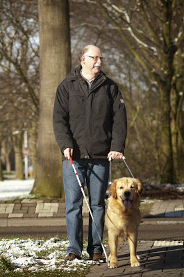 A guide dog (seeing eye dog) helps a man with a white cane navigate a slightly snowy path in a park
