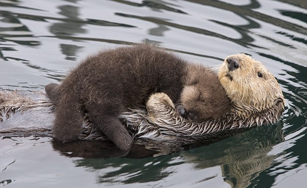 White Wolf : Mother otter keeps her newborn pup dry as the pair swim ...